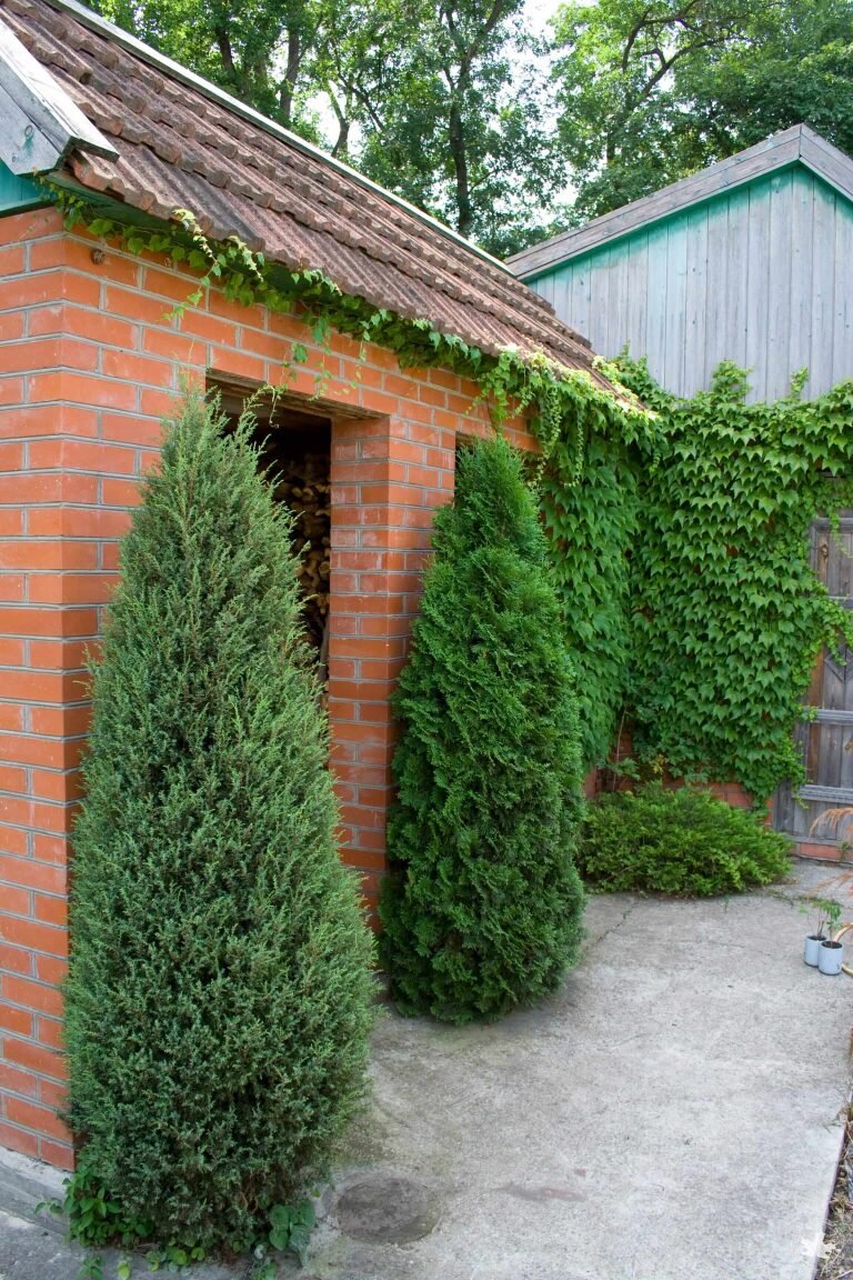 Hibernica