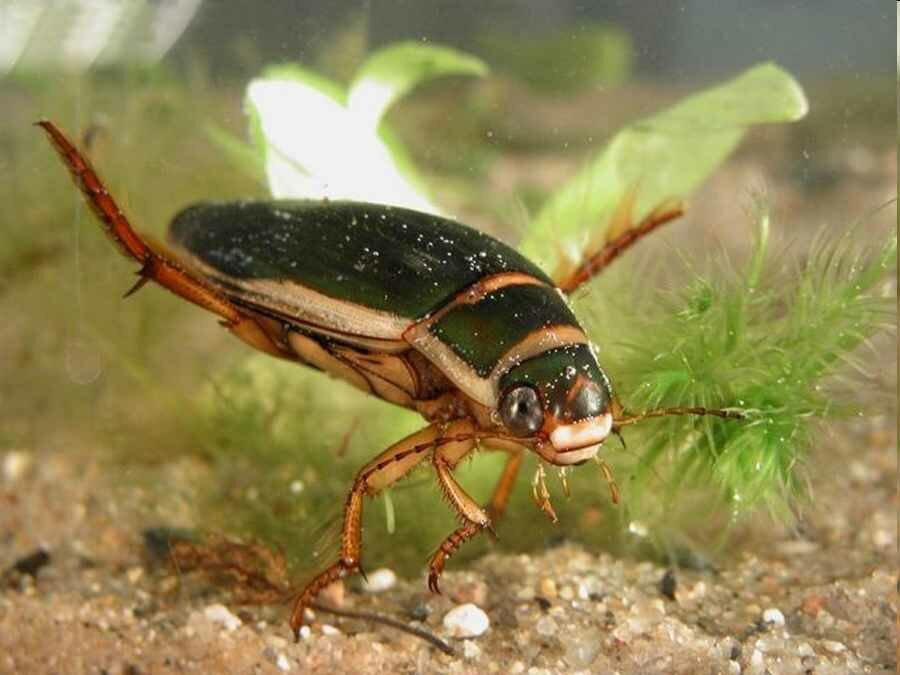 Плавунцы: фото и описание жука, личинки, чем питается, летают
