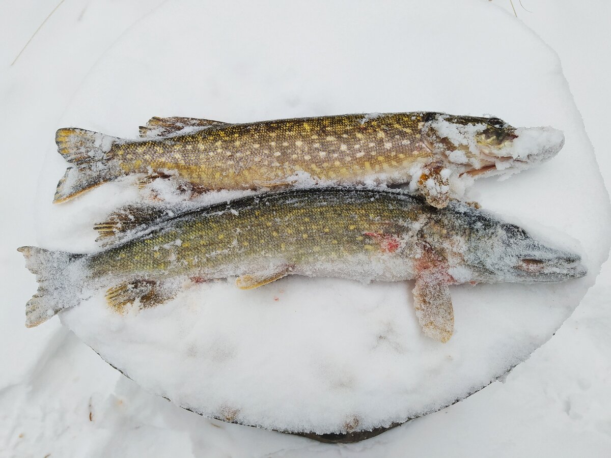 Вот такие аппетитные щуки. Снято все на тот же  Xiaomi 8T