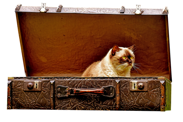Завел кота. Фото с сайта pixabay.com