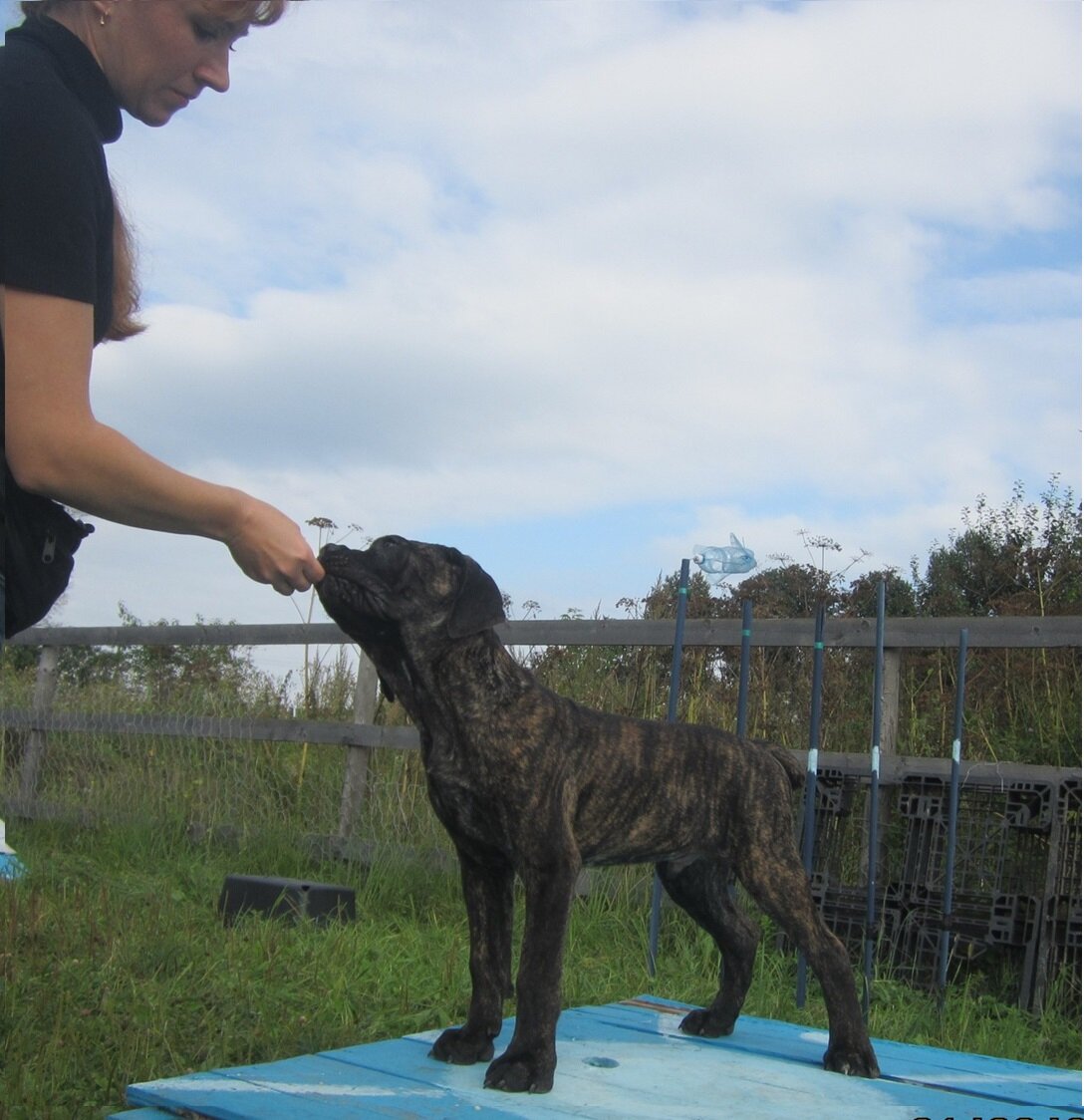 Милый щенок, который схватывал всё на лету.
