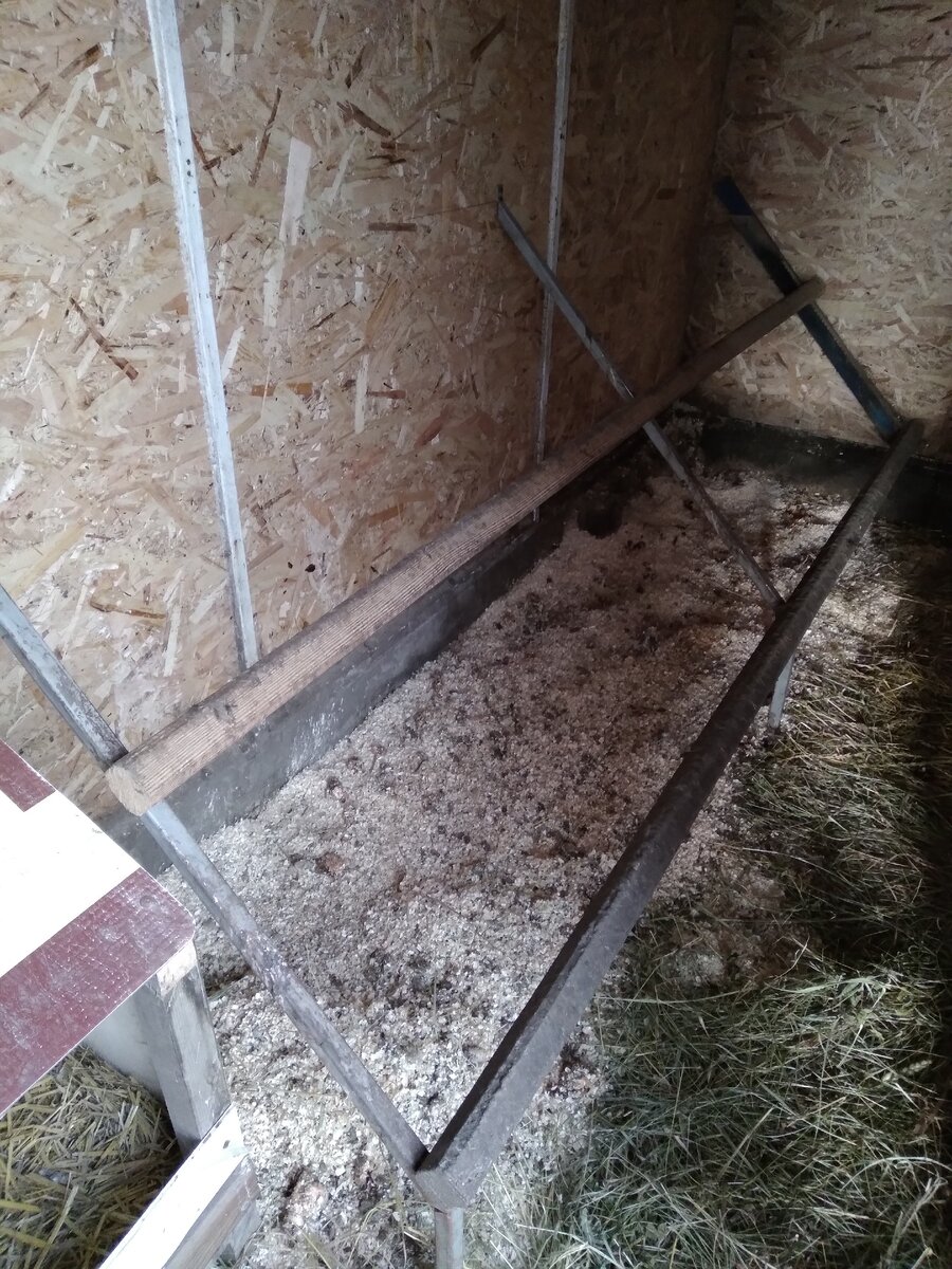Под насестами только опилки, рядом на дорожке немного сена.