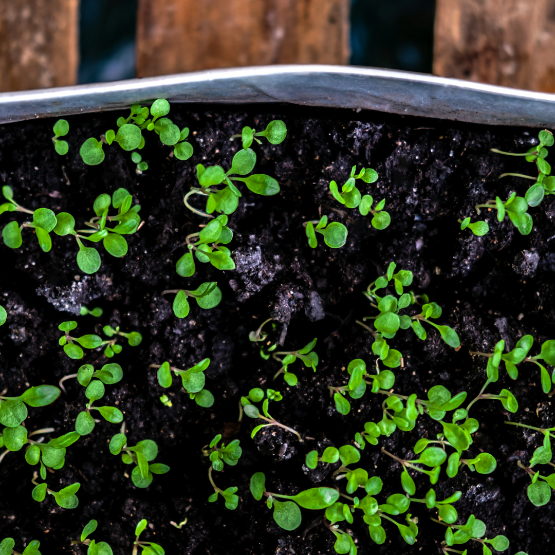 Тяжела земля - плесень обеспечена