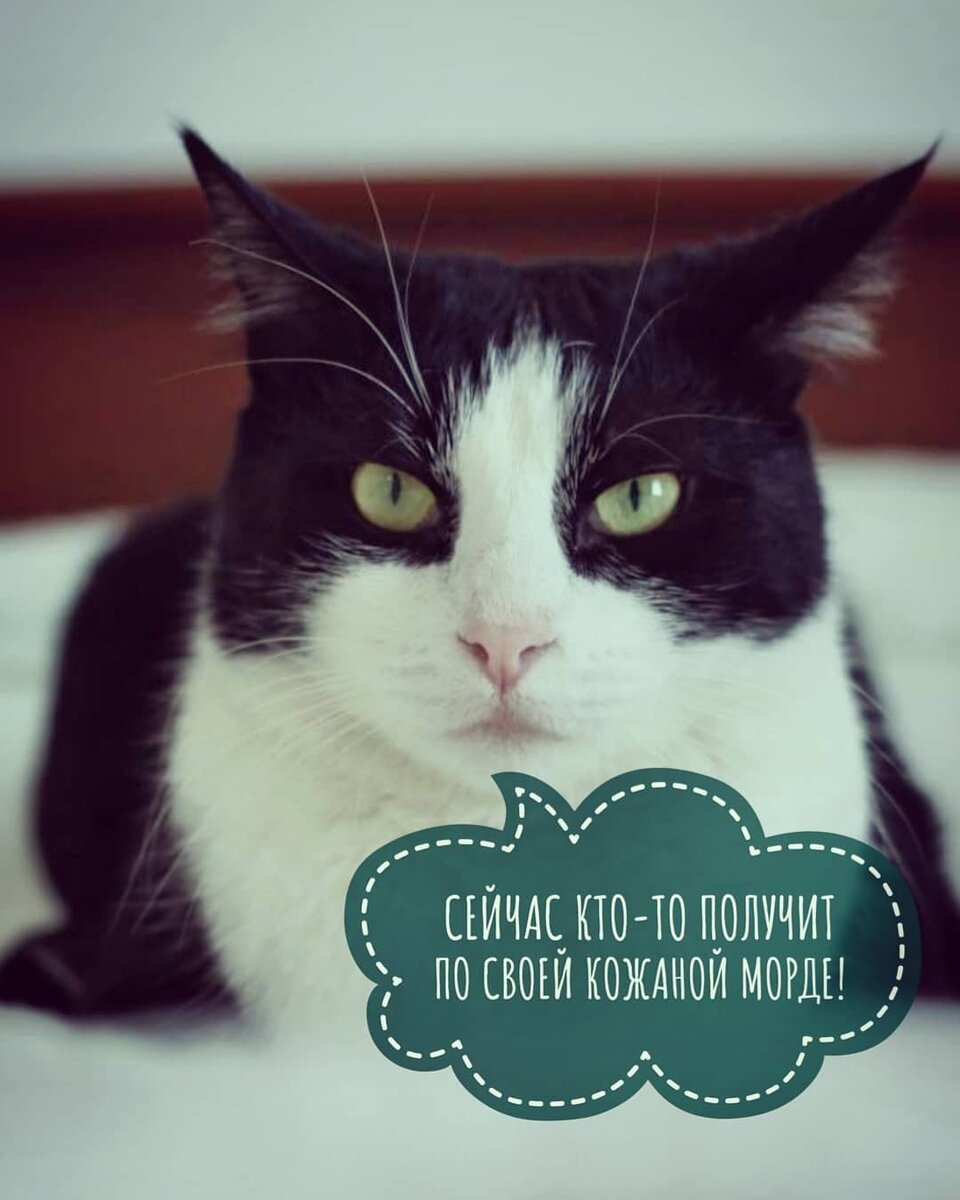 Почему коты нападают на хозяев?