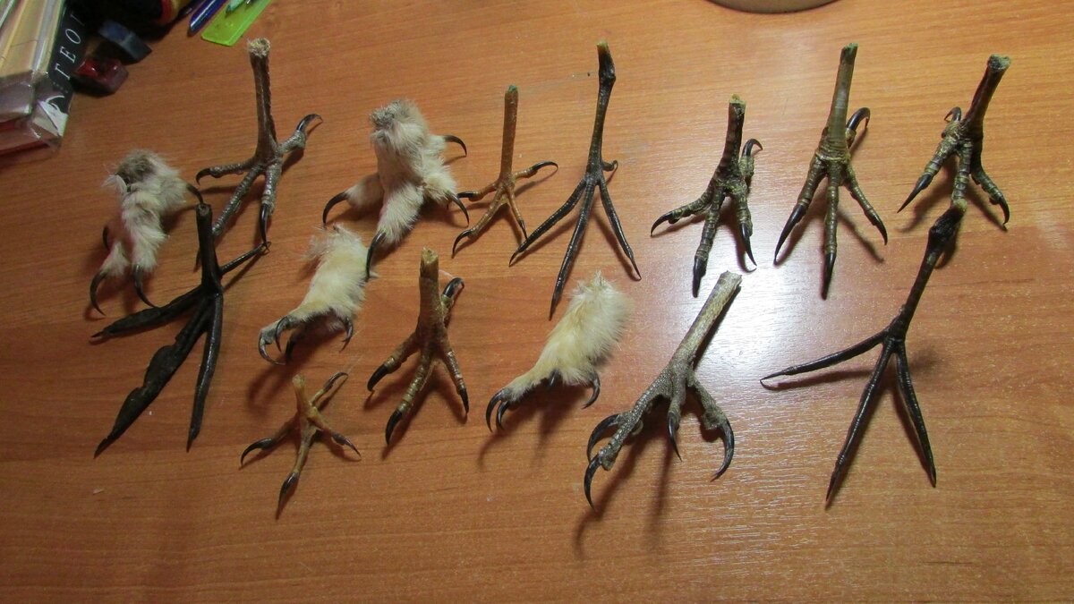 Лапки различных птиц...