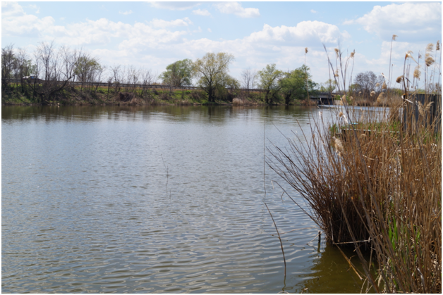 А это Кирпильцы весной 2017 года. Несмотря на снег зимой, уровень воды даже понизился.