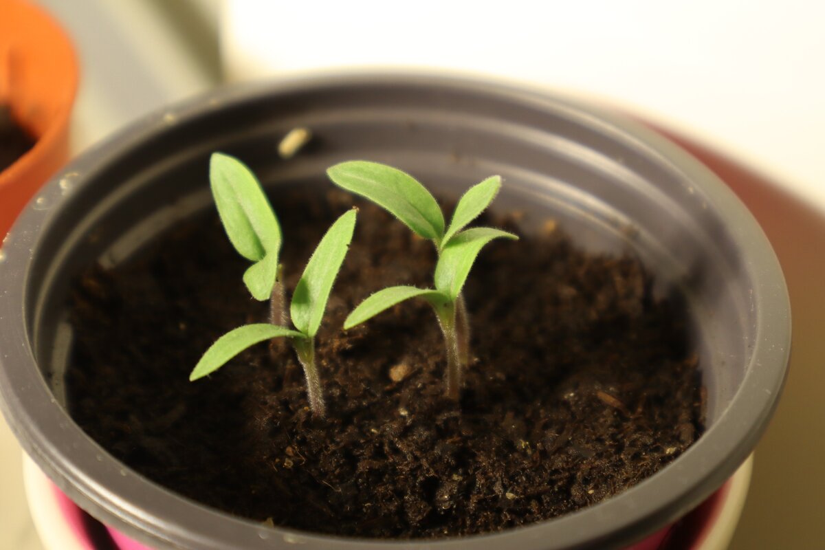 Рассада томатов на стадии семядолей 