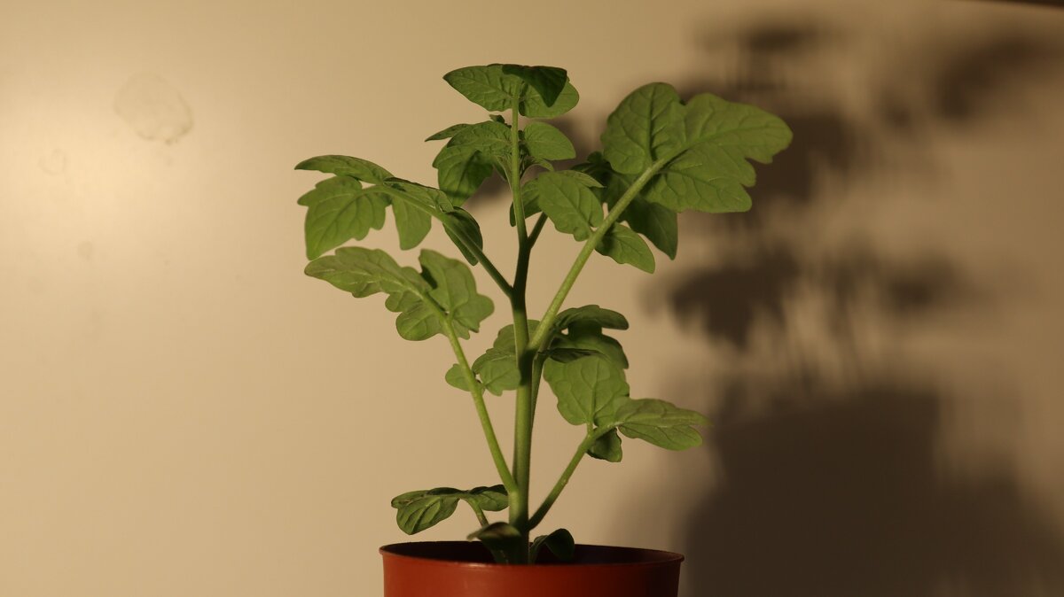 Правильный полив рассады томатов предотвращает множество заболеваний