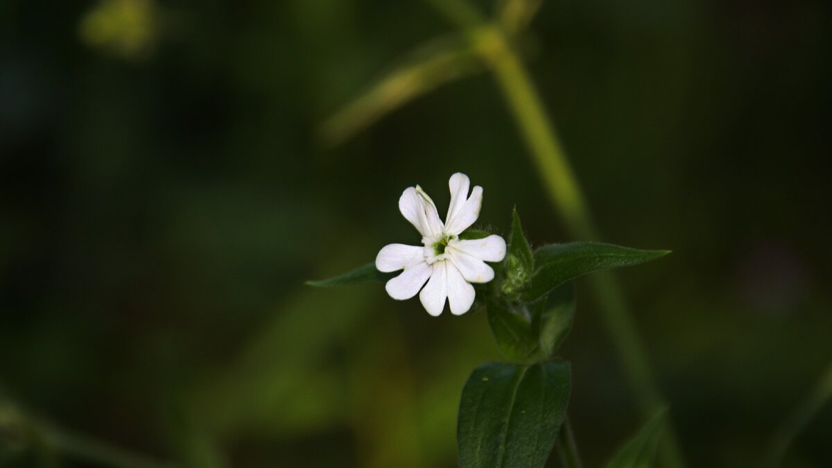 Тот самый арабидопсис. 