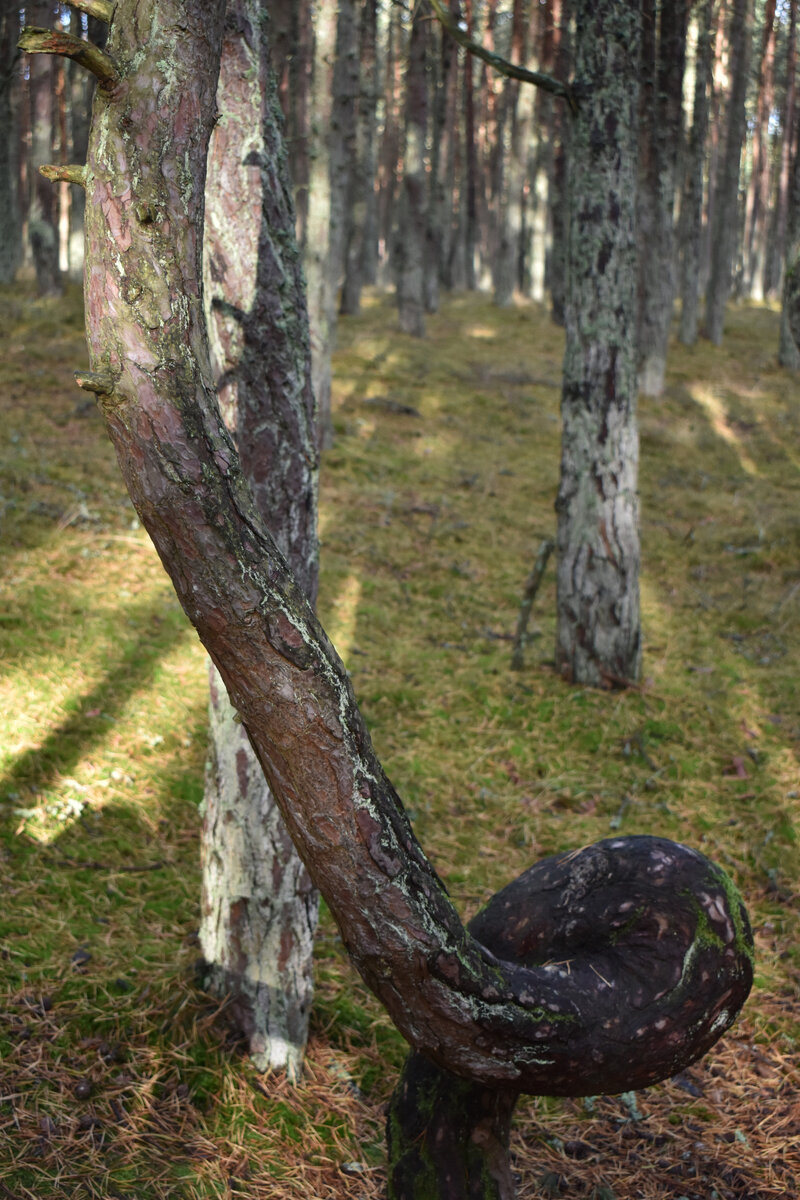 Иногда в танце и не так скрючит! 