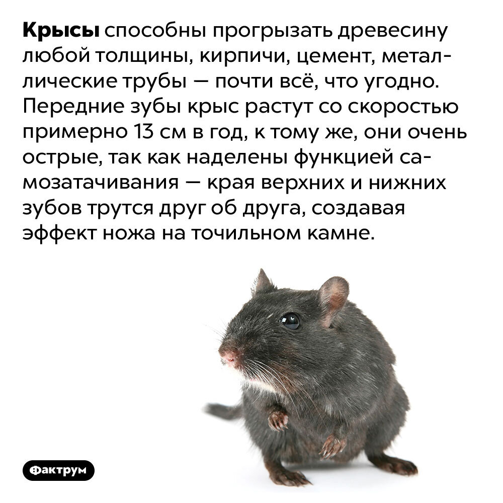 Размер декоративной крысы. Крысы рос. Крысы рос. Крыса дамбо белая. Размер домашней крысы.