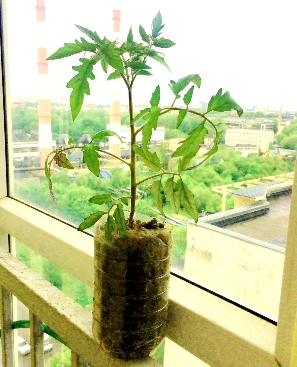 выросла вот такая красота. мы выносили рассаду днем на балкон закаляться. фото из личного архива.