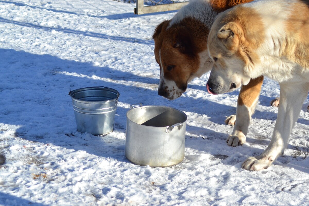 Нашла старое фото Миши и Сары 2015 год. Я не могу сказать, было там что в мисках или нет.))) Может на дне по яйцу лежало)).