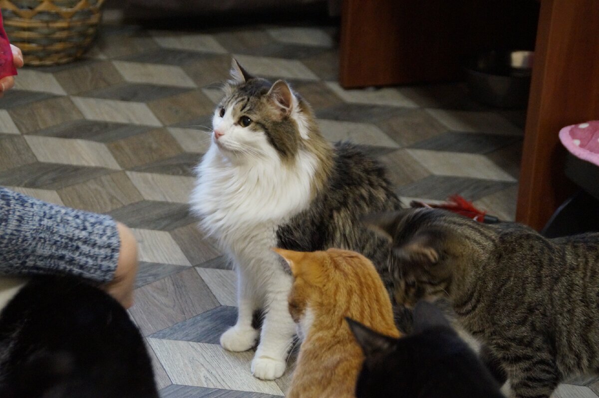 Когда вкусняшки раздавали, Сержик как ни в чем не бывало тусил сл всеми