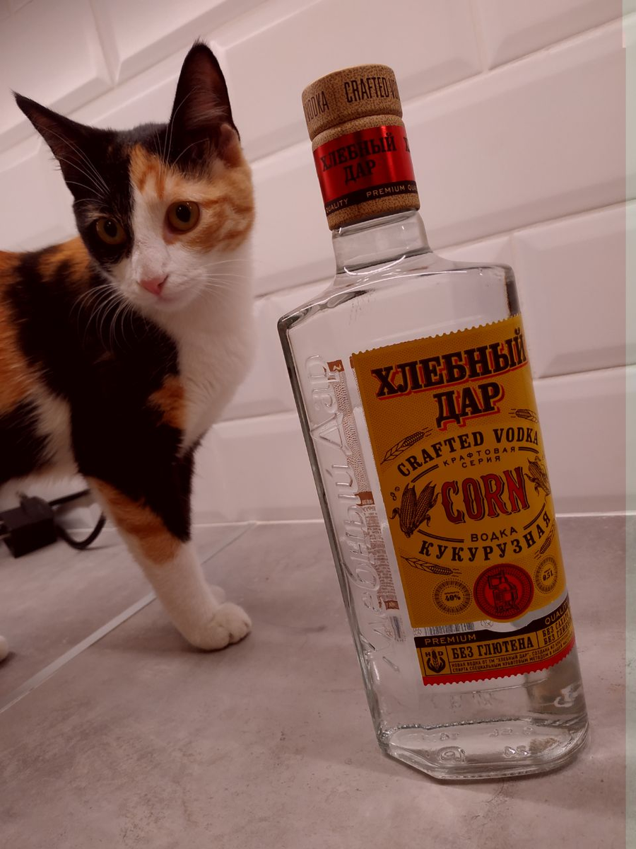 Кошак пришёл посмотреть на то, как будет проходить дегустация