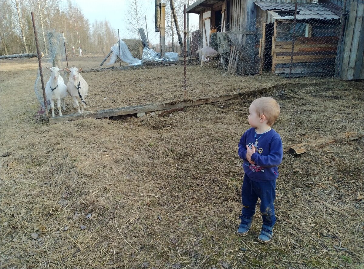 Тепло. Миша смотрит на коз или наоборот