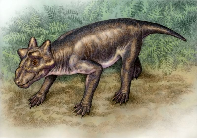 пробурнетия вятская. антон маурисио палеоарт. короткомордый пещерный медведь. Phosphatherium escuilliei. древняя мегафауна австралии.