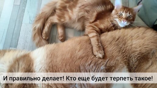 А может дело в цвете шерсти? Наши рыжие питомцы отжигают🤣🙀