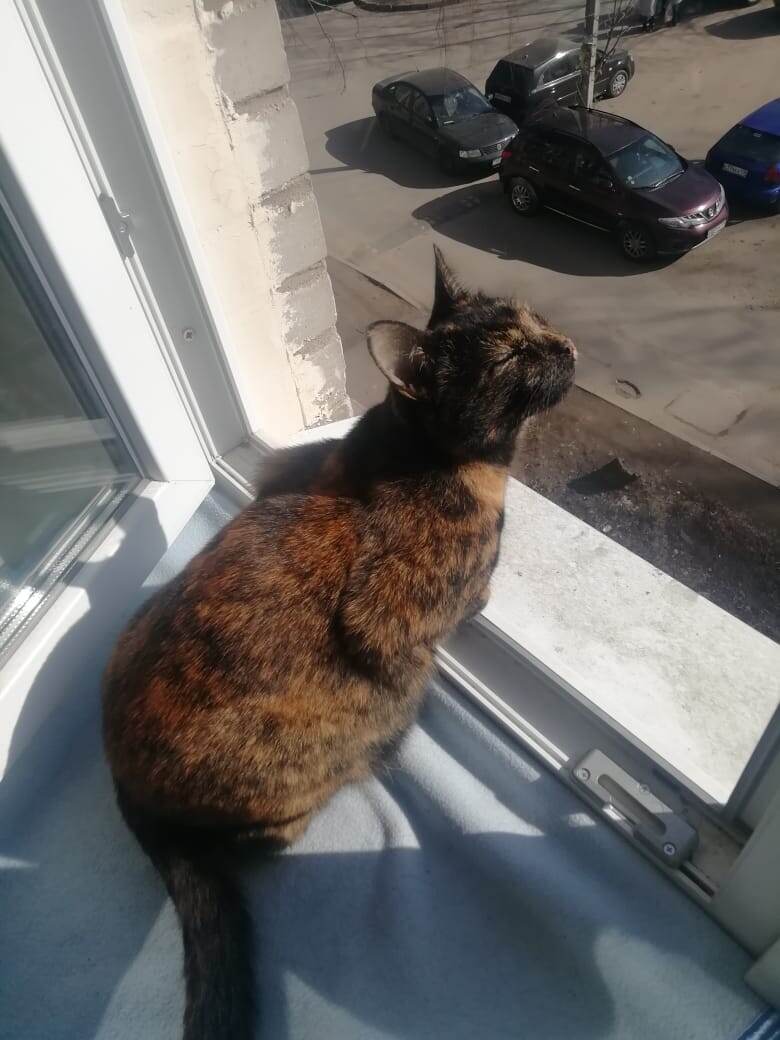 Феня скоро пойдёт гулять БЕЗ ошейника :)