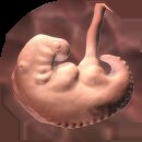 Фото плода на 4 акушерской неделе беременности