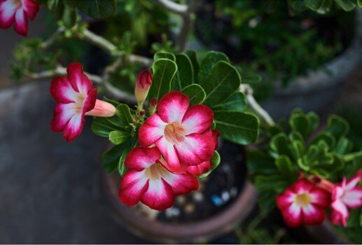 Цветущий Адениум