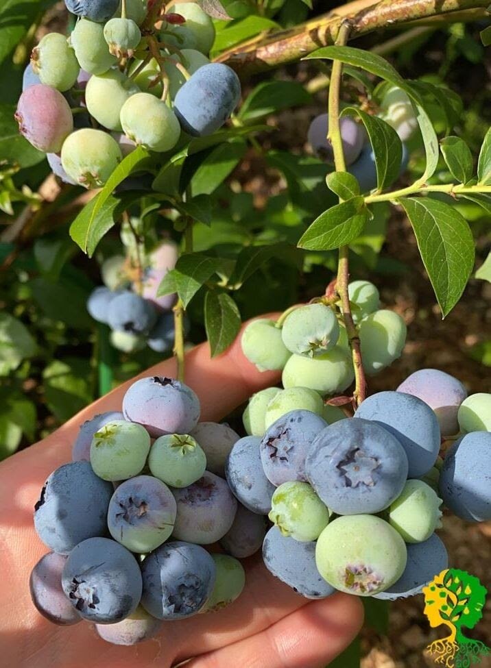 Голубика блюкроп. Голубика высокорослая дюк. Голубика сорт "рэнкокас". Голубика сорт норт блю. Голубика высокорослая нортланд.