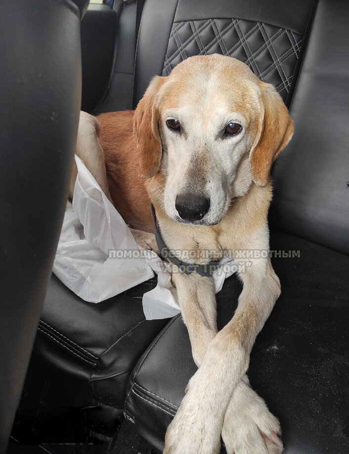 Собачка едет из Фатежа в Курск на лечение и передержку.