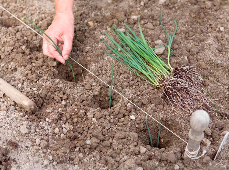 Почему на каждом огороде должен расти лук-порей: диетический и очень полезный продукт прямо с грядки