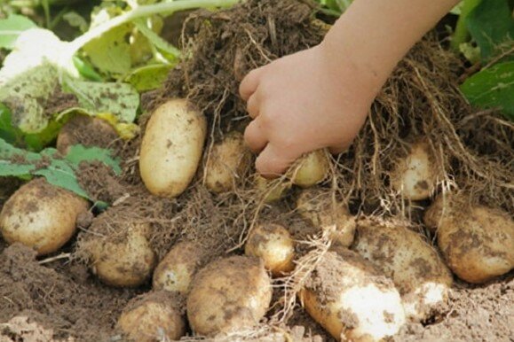 Особенности сорта картофеля 