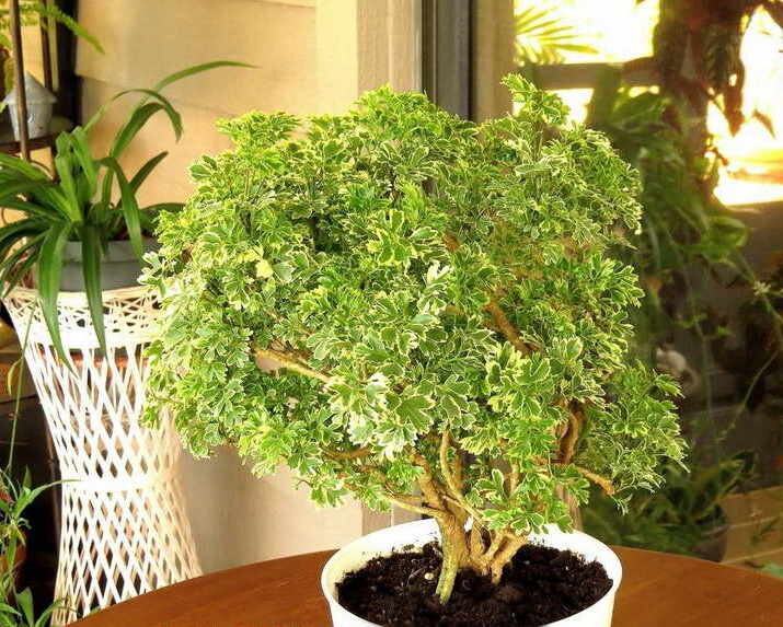 Полисциас Сноуфлейк в интерьере