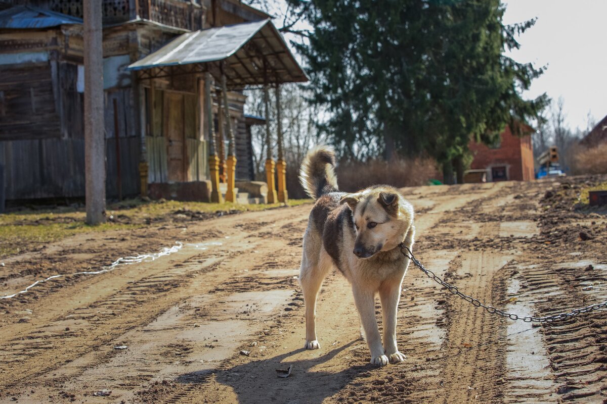 Пес-охранник. Фото автора
