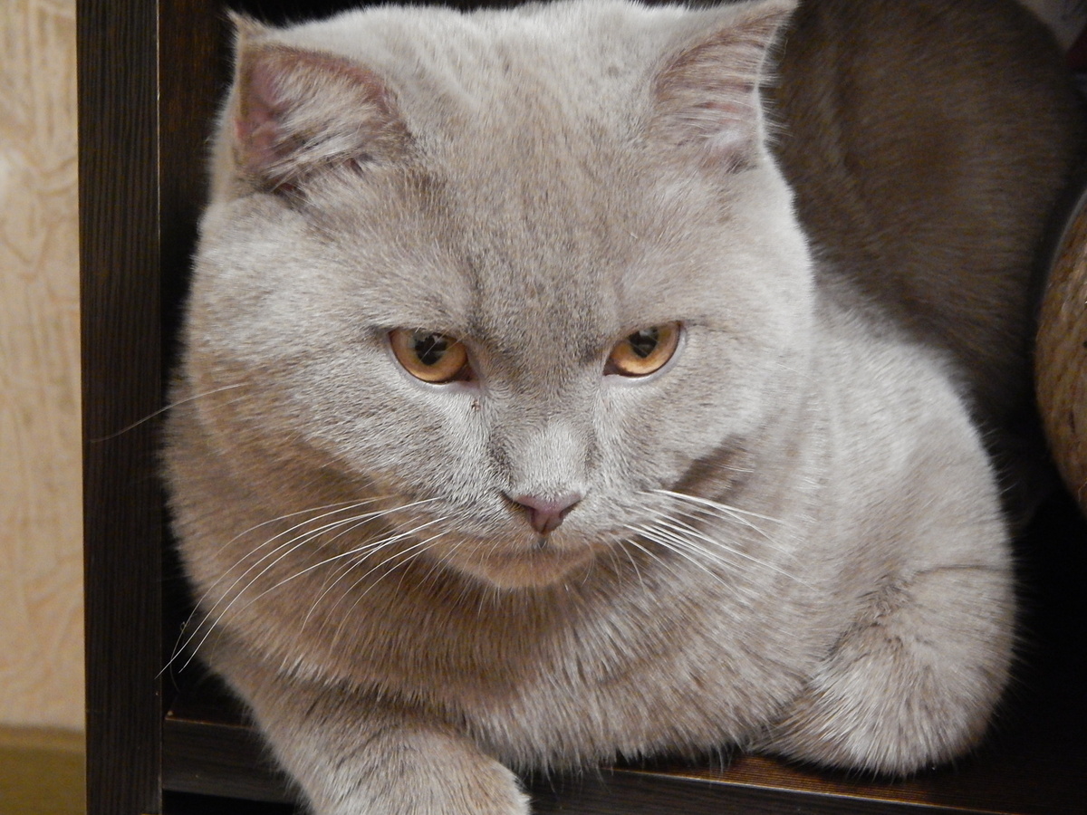 «Все коты как коты, а я - БОГ». 