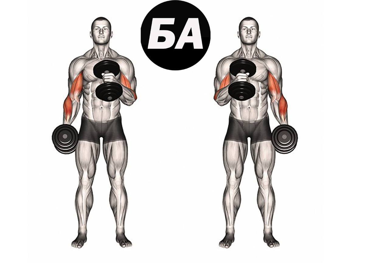 Тренировка бицепса советы Арнольда