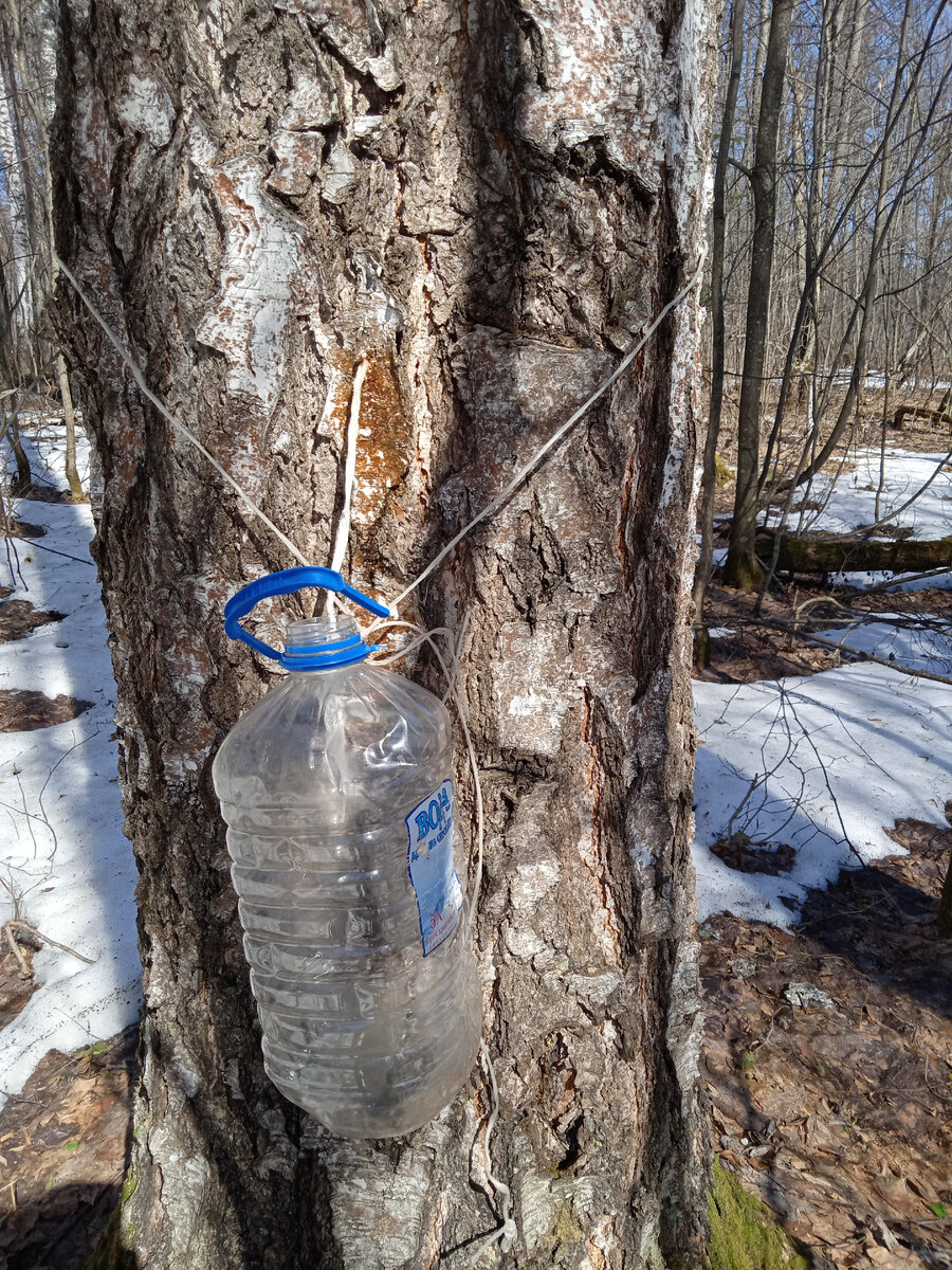 Подвязываю бутыль на обычный шпагат. После сбора сока шпагат забираю домой. Нельзя оставлять шпагат на дереве, он будет мешать ему расти.