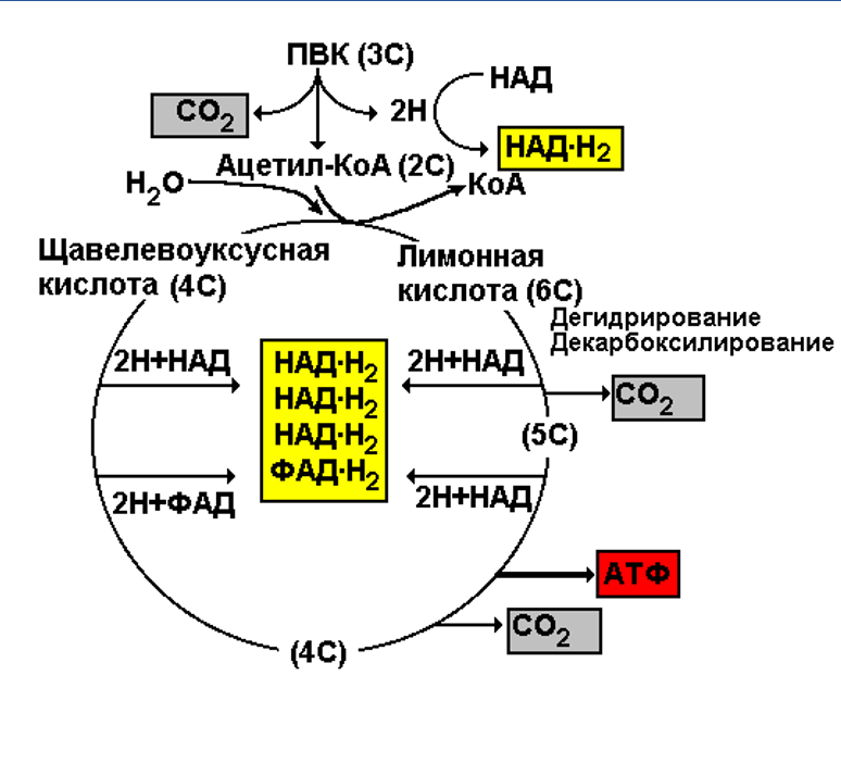 цикл крепса