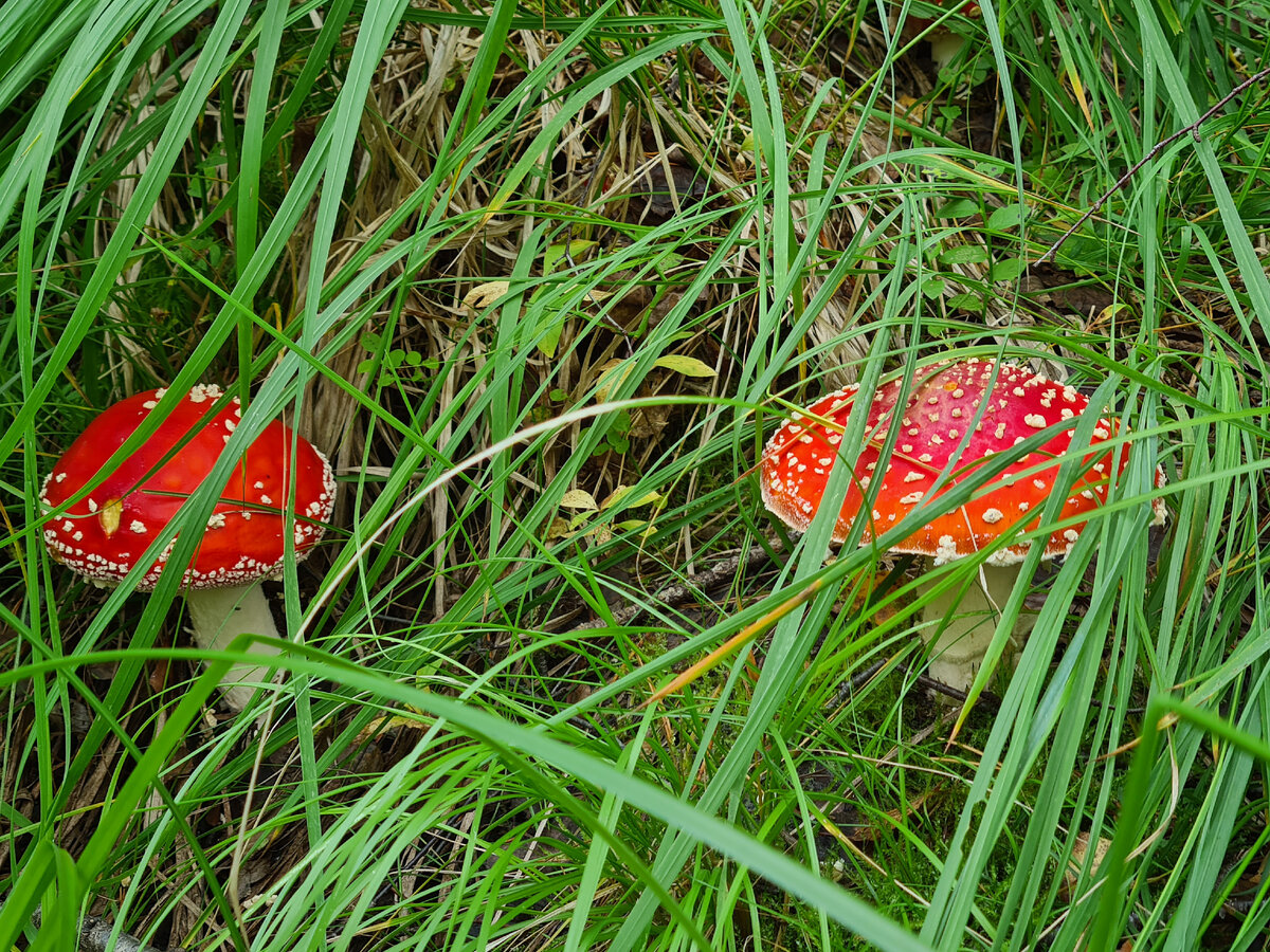 красивенькие, жаль ядовитенькие)))