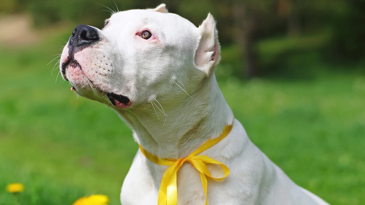 Жёлтая ленточка на шее щенка (Фото: https://www.akcpetinsurance.com/blog/the-yellow-dog-project)