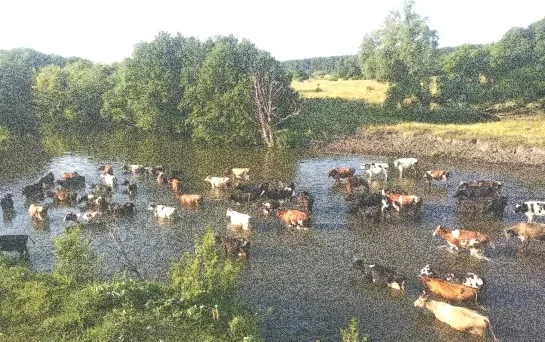 Фото Яндекс