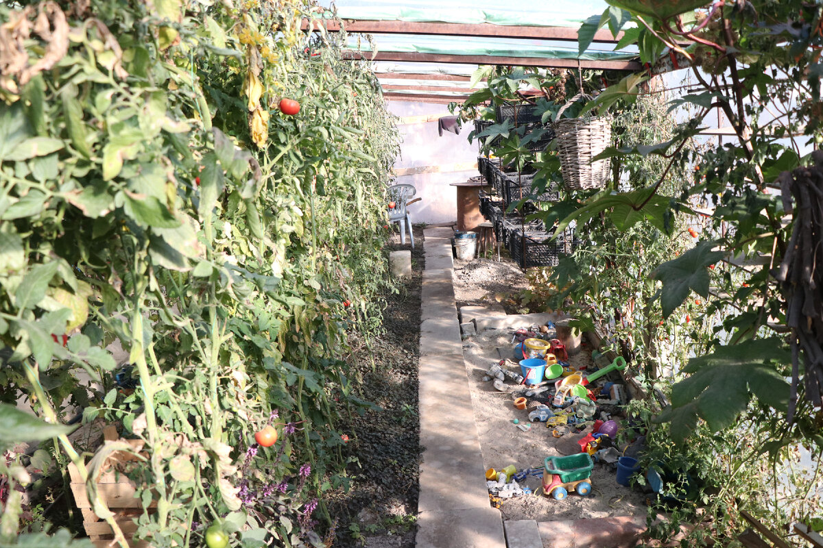 Теплица, где помидоры растут как на дрожжах