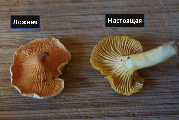 Ежовик: состав, польза, вред, рецепты | Food and Health