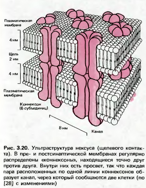 Соседняя клетка