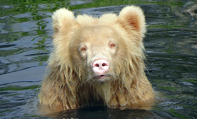 медведь гризли альбинос