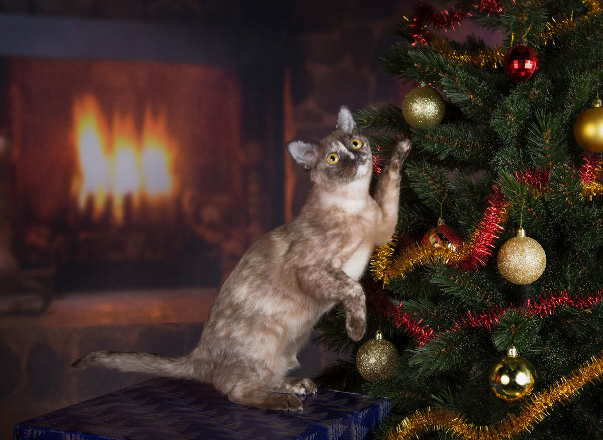 Goldy - Jasper Burmese cats 