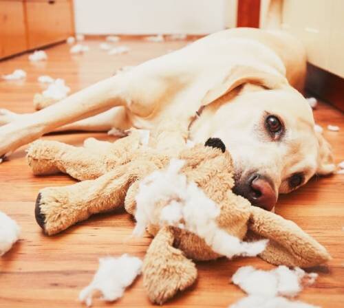 4 признака закупорки кишечника у собаки: как распознать и предотвратить