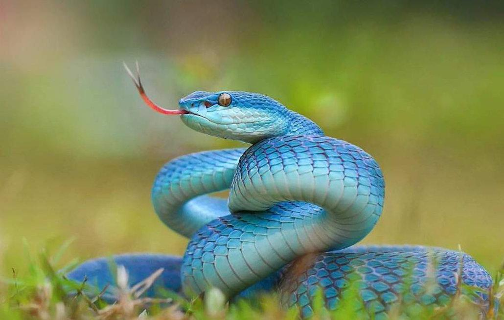 Про синюю змею