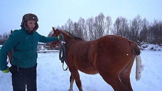 Что с жеребенком после кастрации?