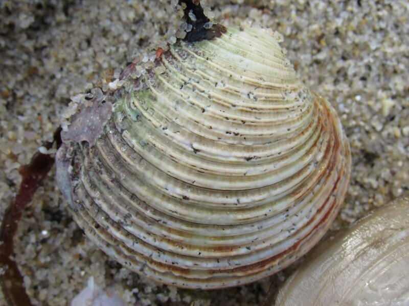 Venus verrucosa. Фото: biodiversidade.eu