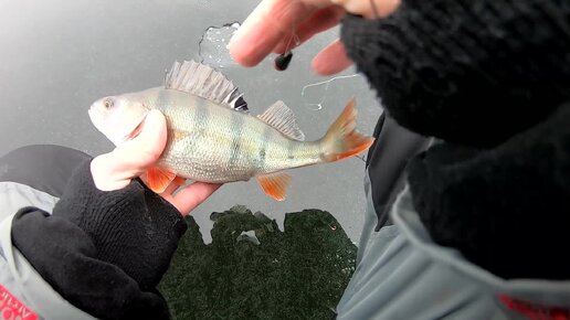Подробная информация о ловле рыбы на балду зимой