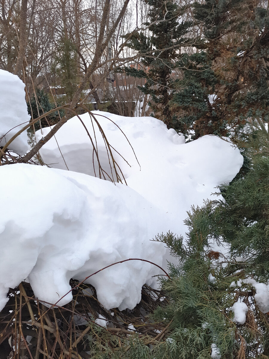 Под этими кучами снега можжевельники и ива у пруда