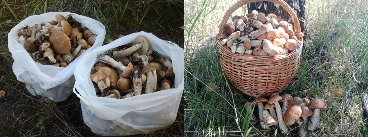 Вроде и грибы одинаковые, но где работал профи сразу видно.